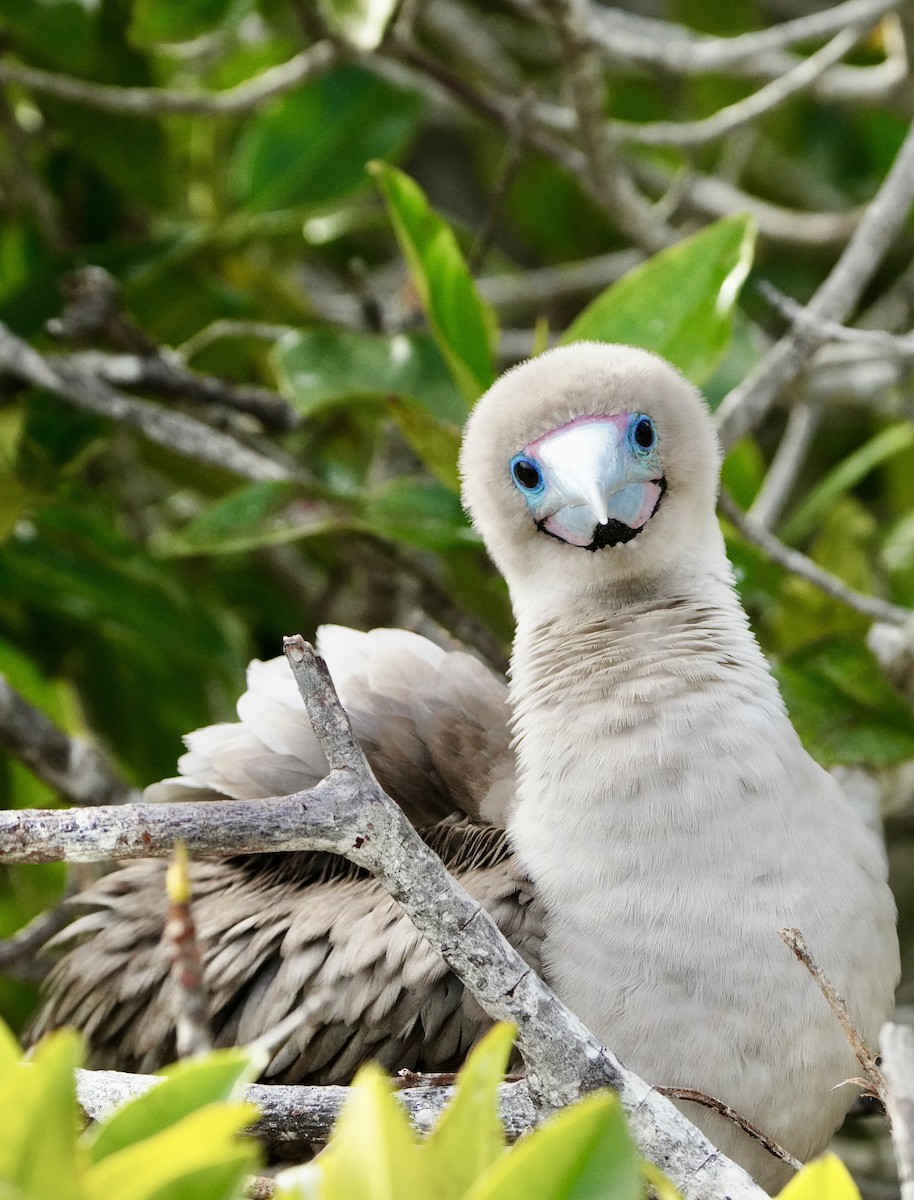 Red-footed Booby - ML646108198