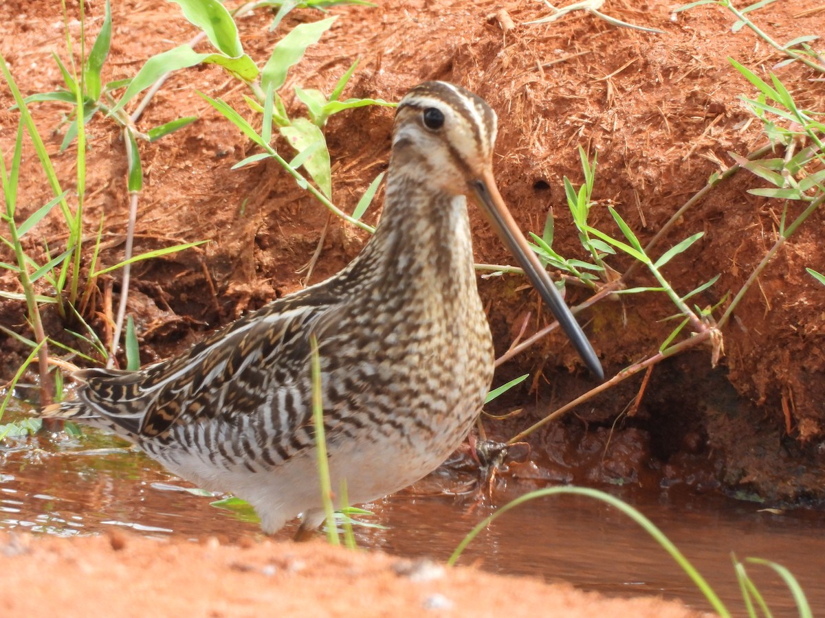 Common Snipe - ML646108204