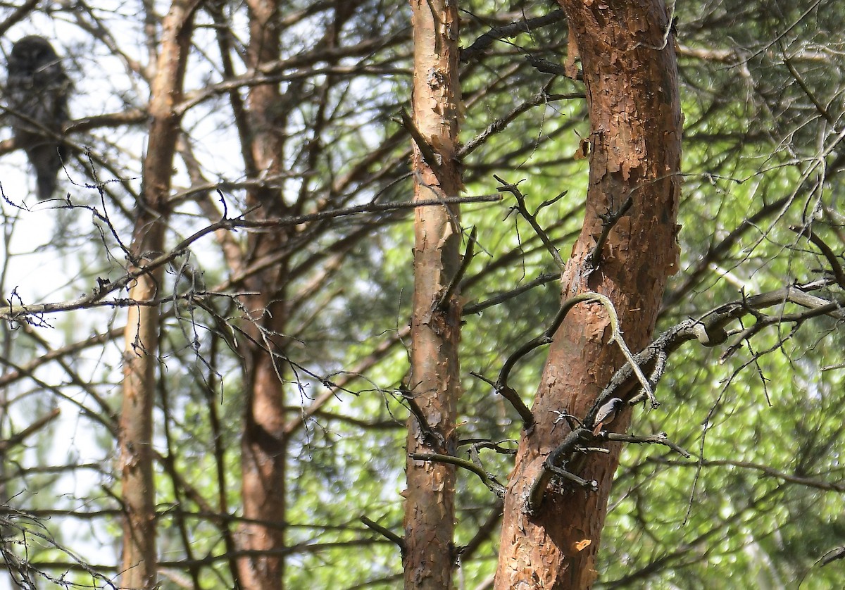 Common Redstart - ML646108208
