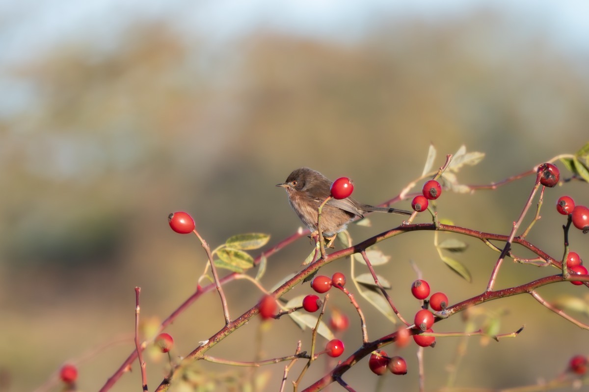 Magnanina comune - ML646108226