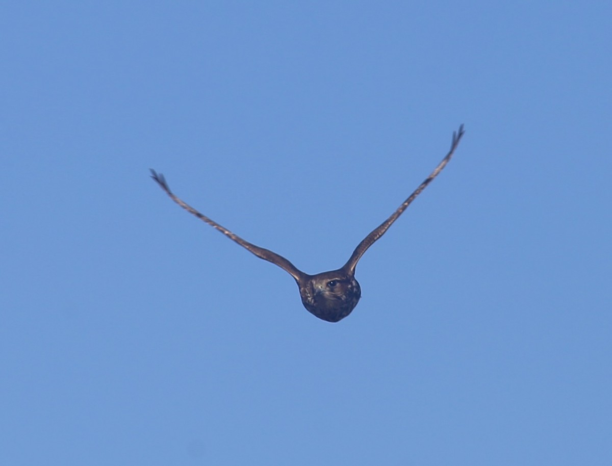 Хайргууна шонхор - ML646108228