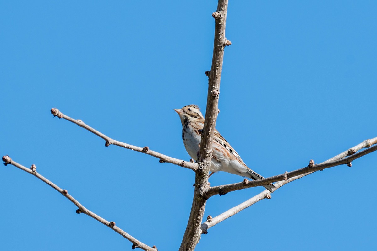 Rustic Bunting - ML646108231