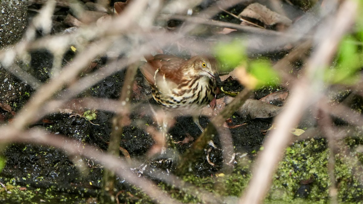 Brown Thrasher - ML646108242