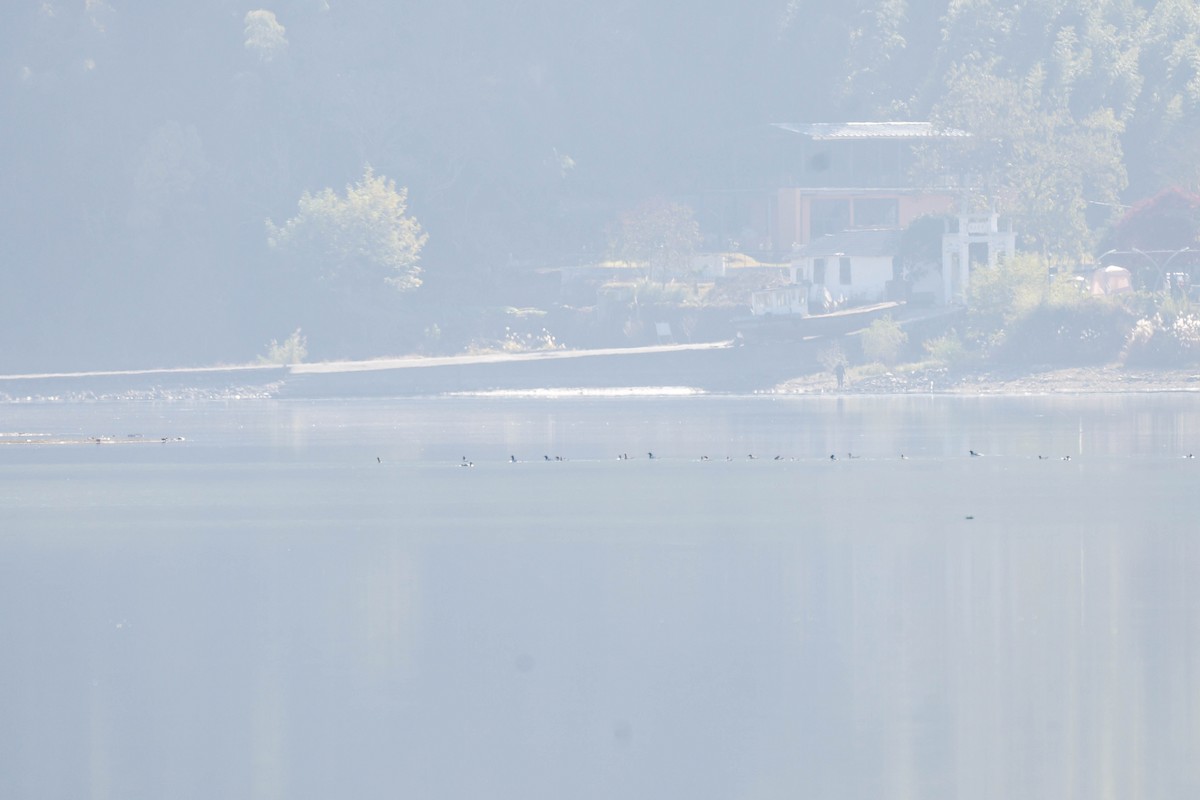 Scaly-sided Merganser - ML646108248