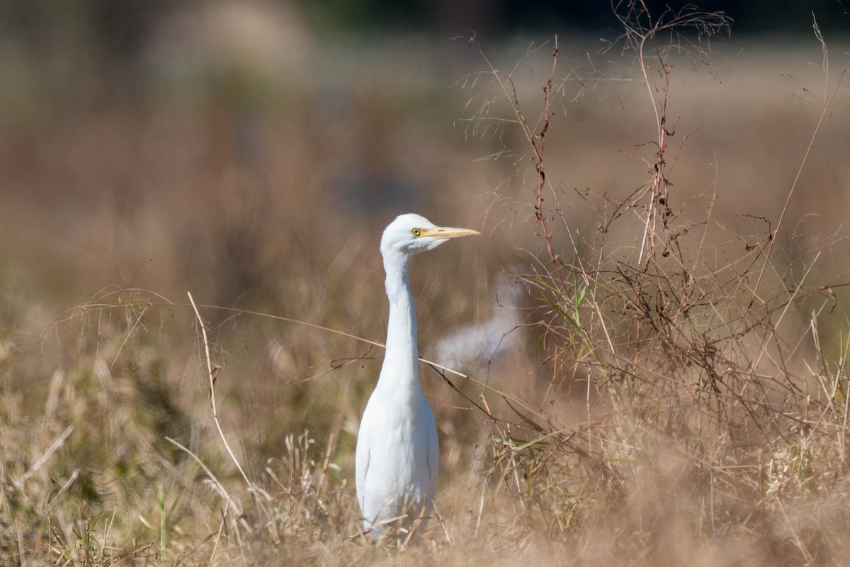 Eastern Cattle-Egret - ML646108250