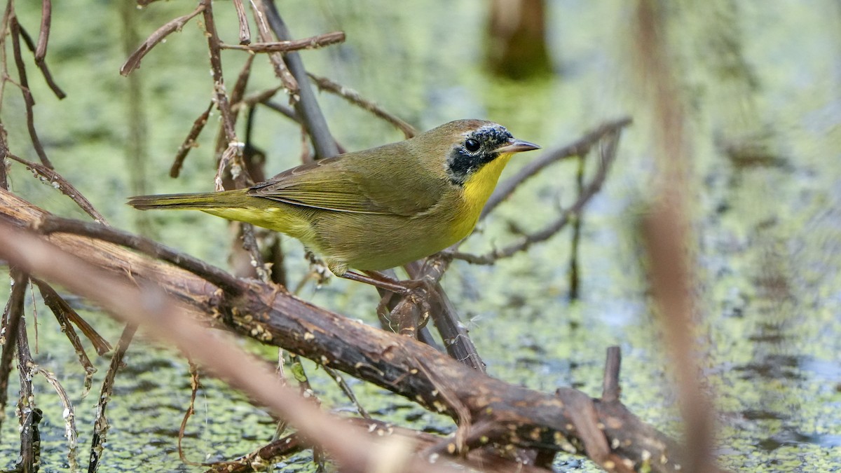 Common Yellowthroat - ML646108252
