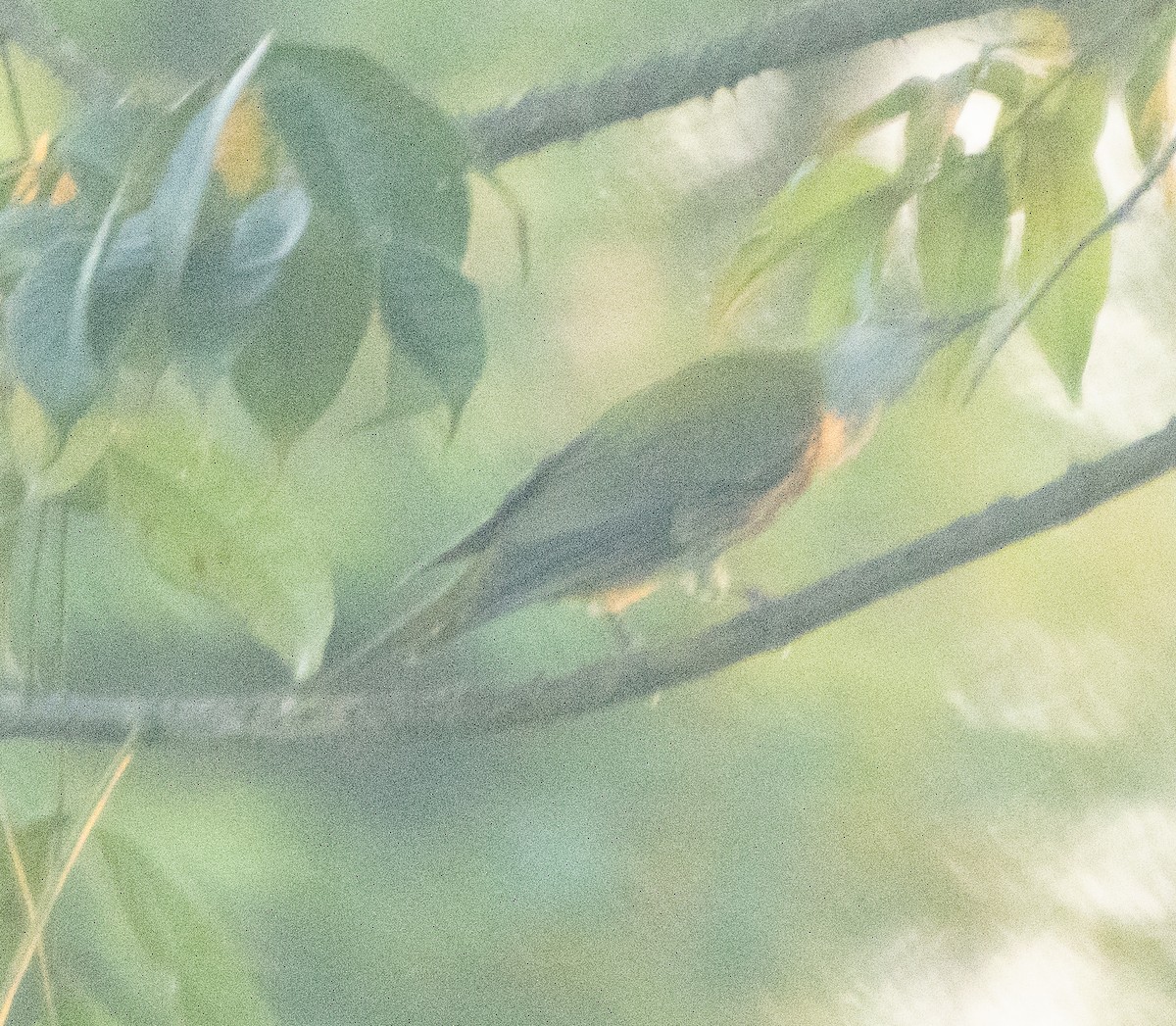 Indian Golden Oriole - ML646108253