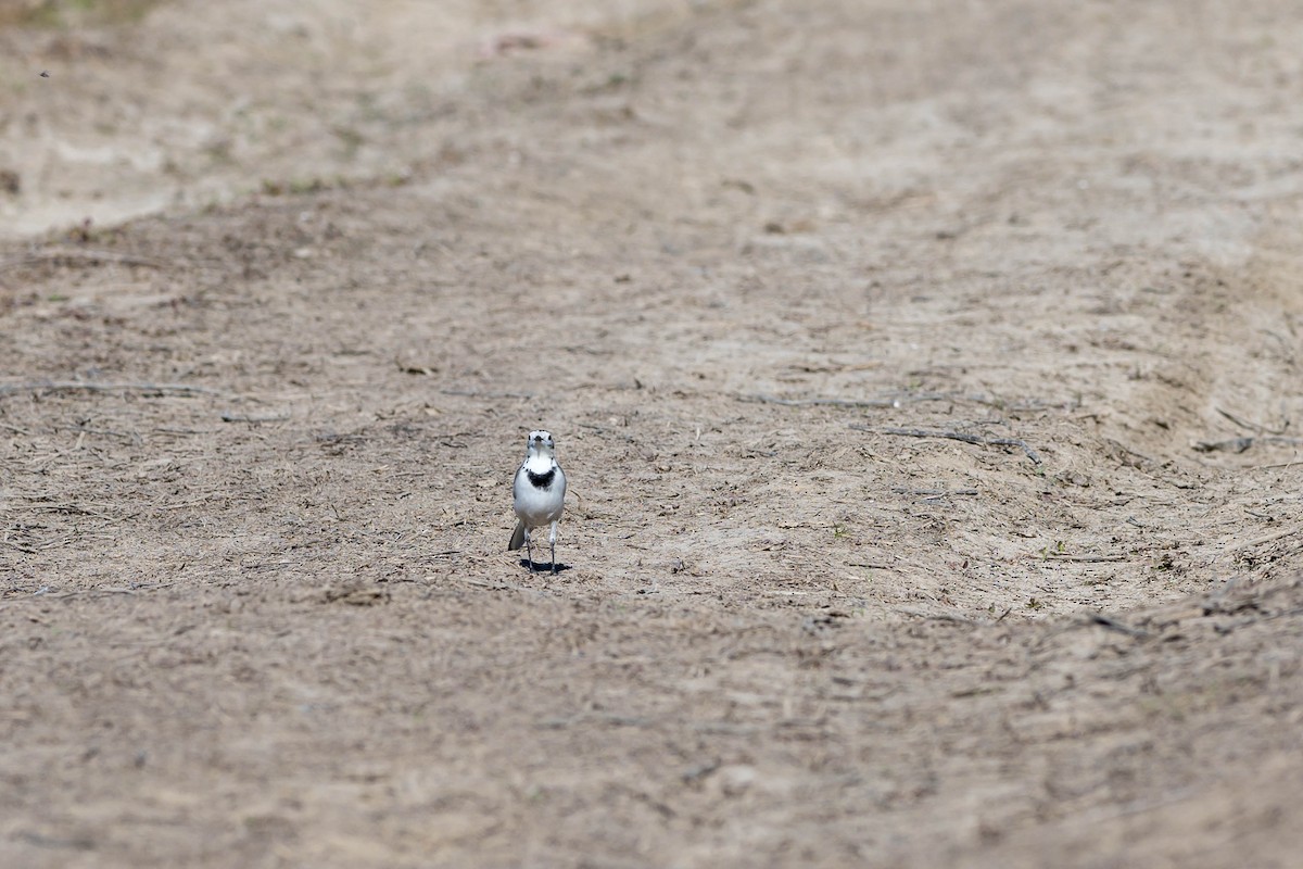 White Wagtail (Chinese) - ML646108256