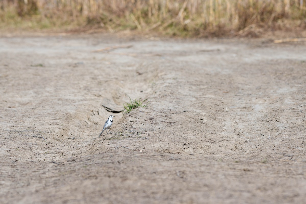 White Wagtail (Chinese) - ML646108260