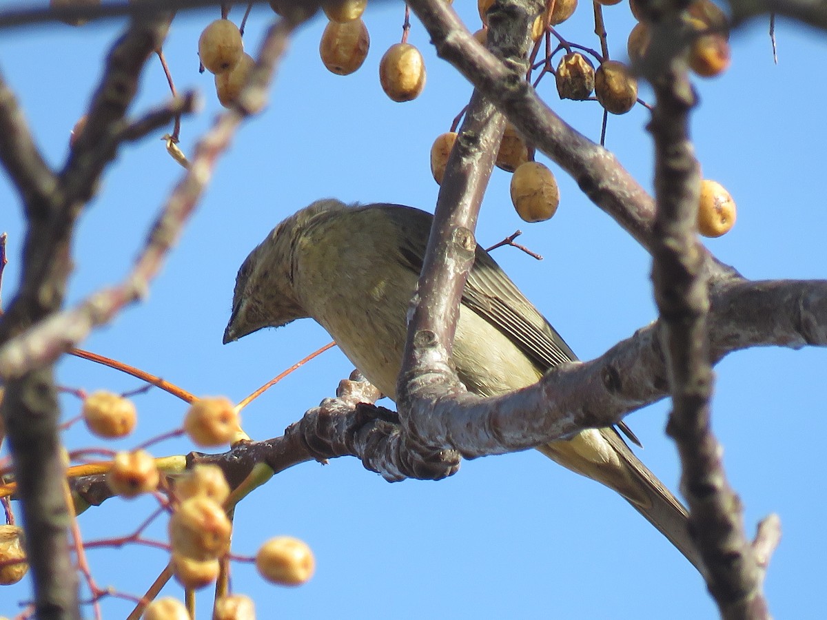 Creamy-bellied Thrush - ML646108268