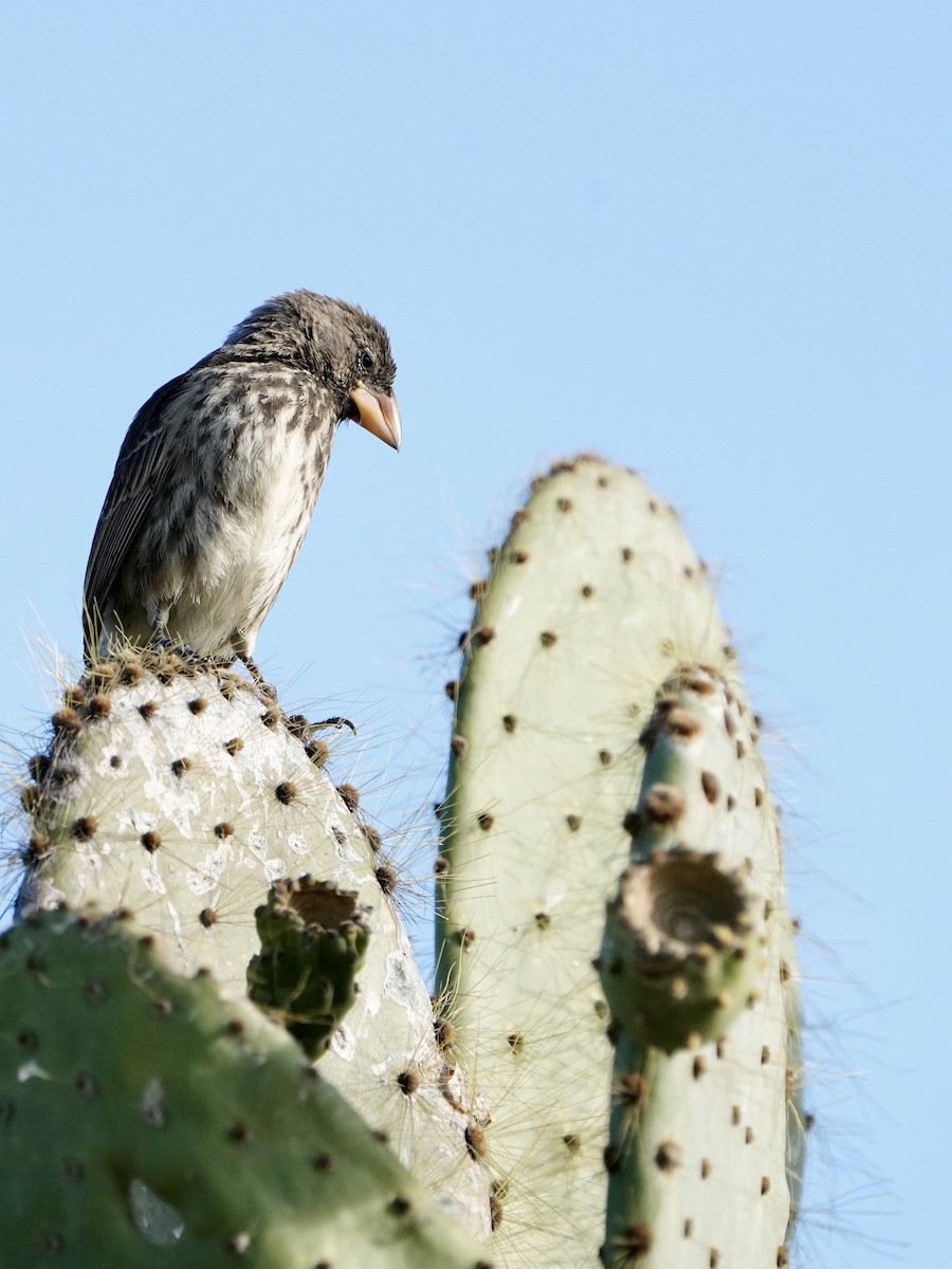 Genovesa Cactus-Finch - ML646108270