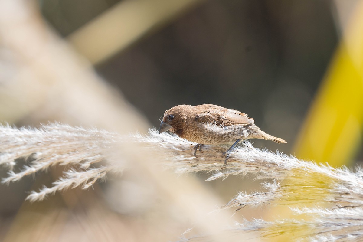 Scaly-breasted Munia (Scaled) - ML646108271