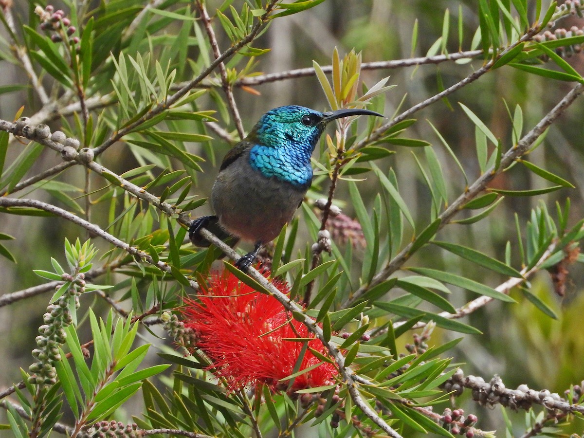 Green-headed Sunbird - ML646108277