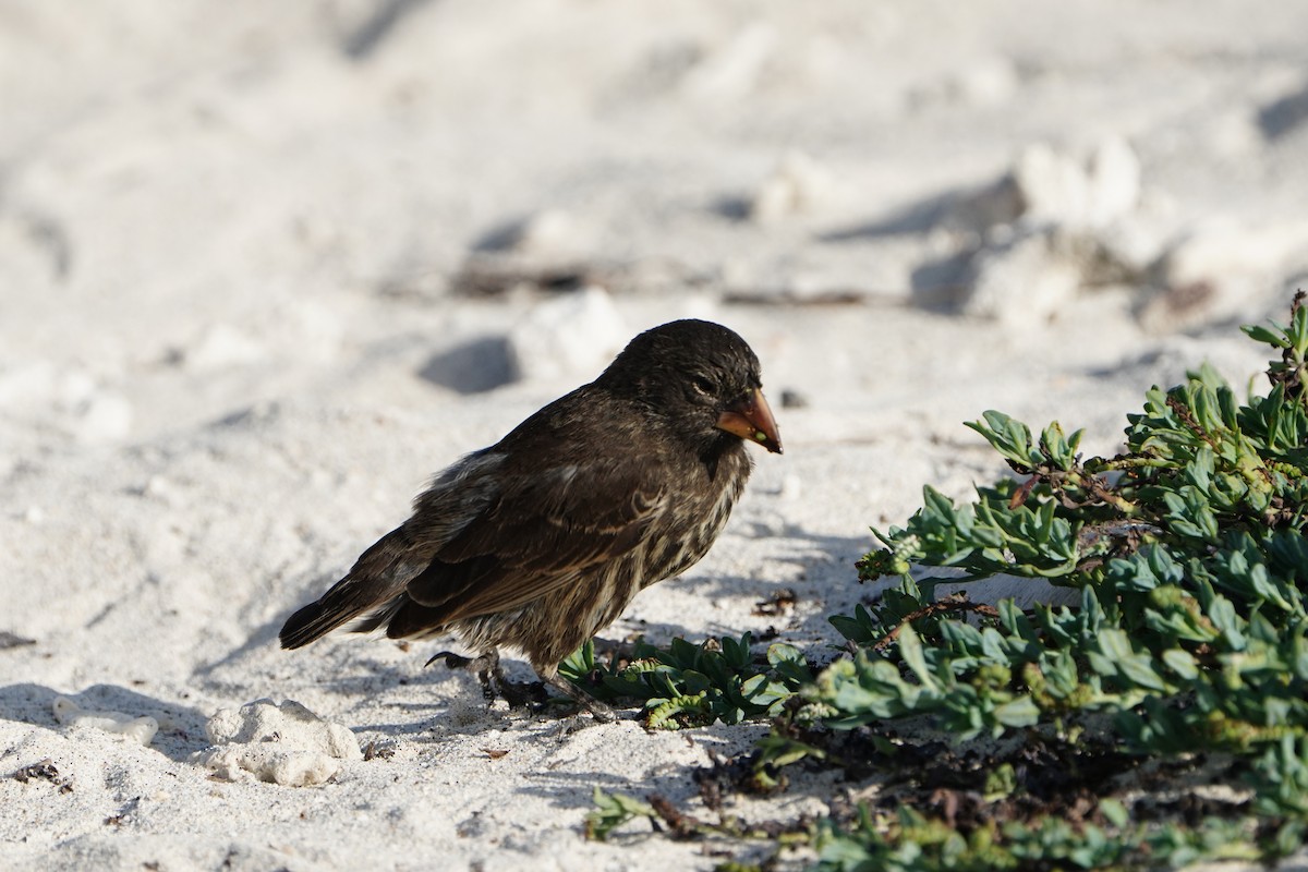 Genovesa Ground-Finch - ML646108279