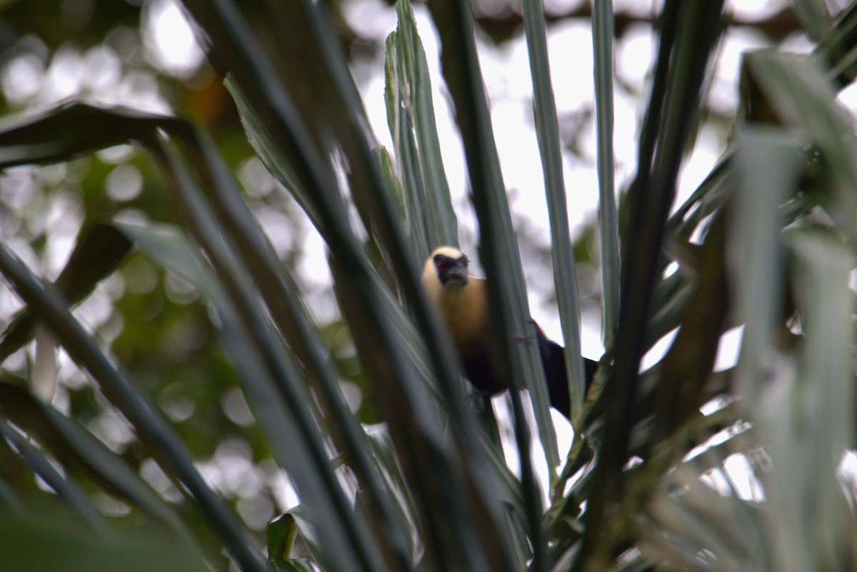 Black-faced Coucal - ML646108281