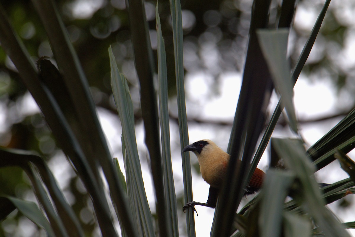Black-faced Coucal - ML646108282