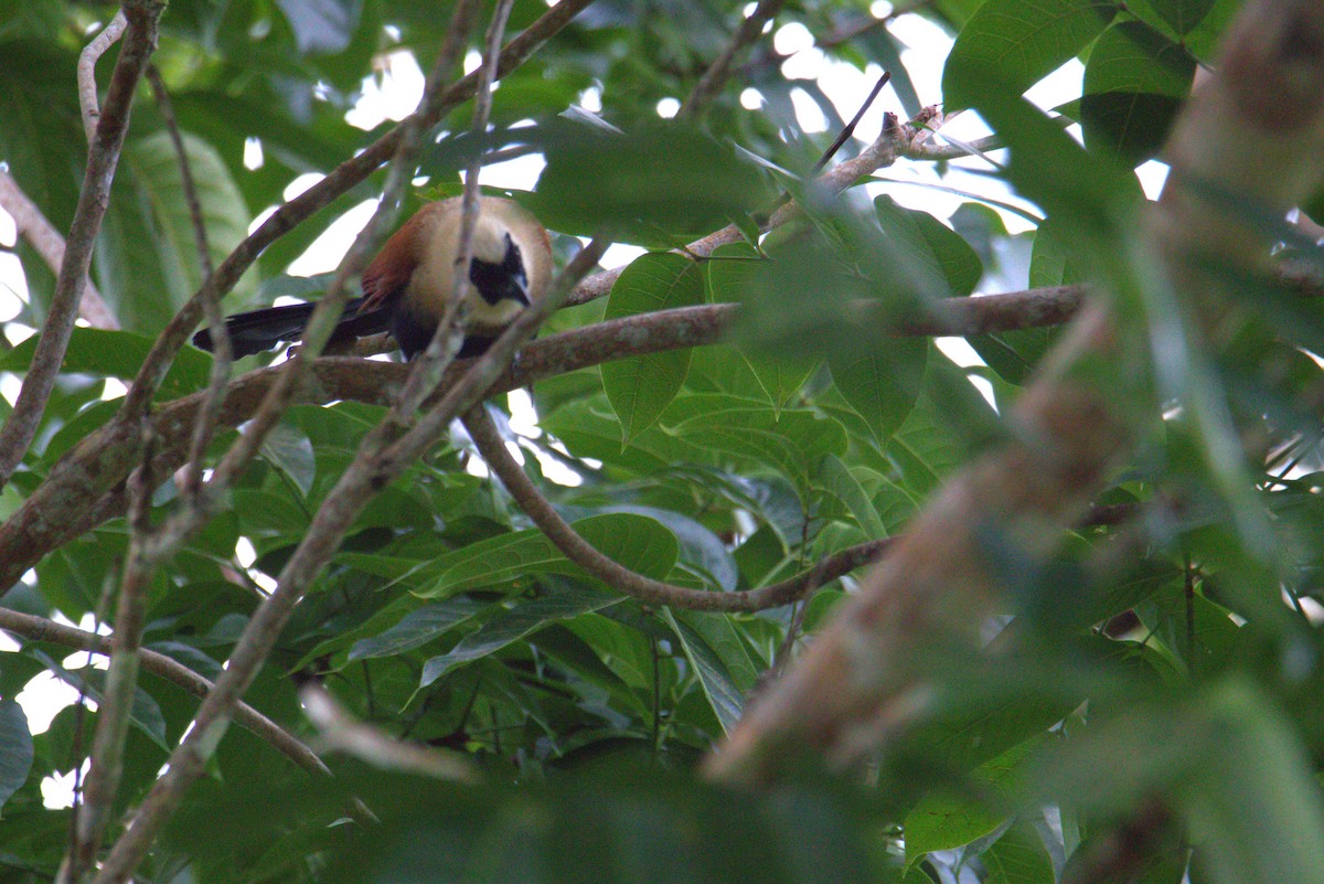 Black-faced Coucal - ML646108283