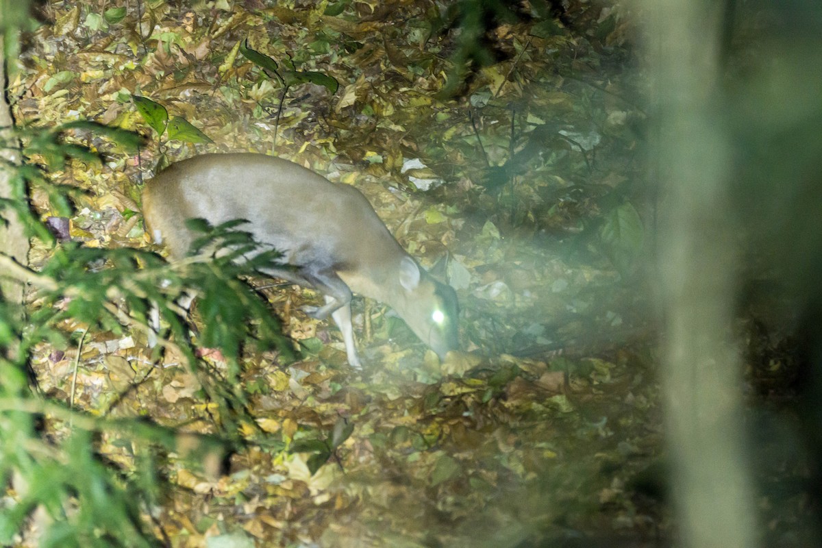 Reeves's Muntjac - ML646108292