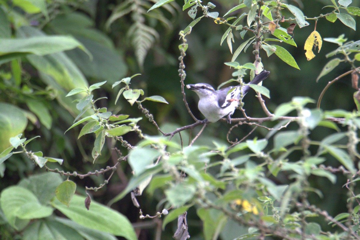 Pied Triller - ML646108296