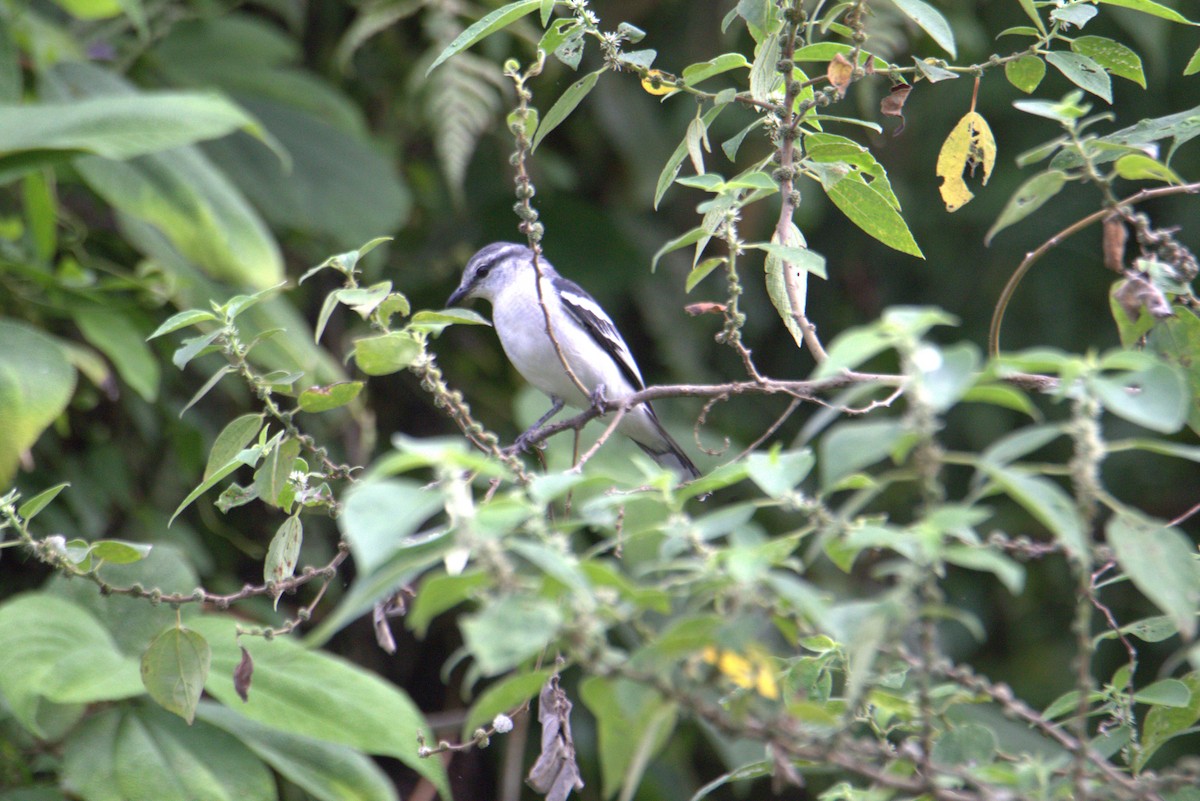 Pied Triller - ML646108297