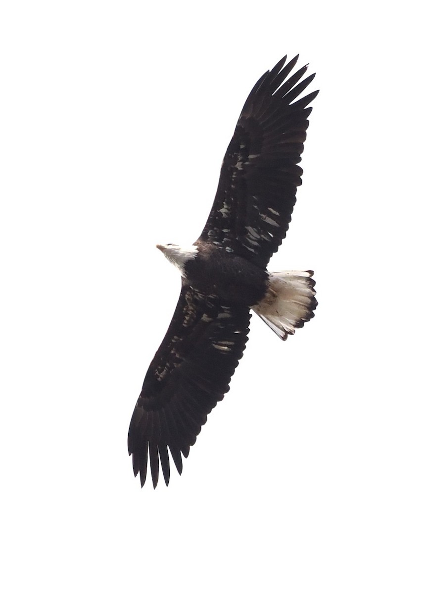 Bald Eagle - ML646108298