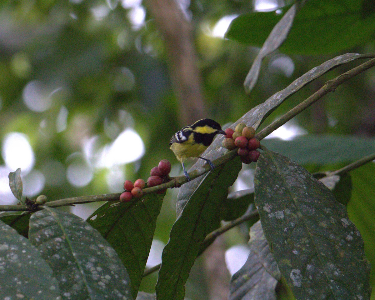 Elegant Tit - ML646108300