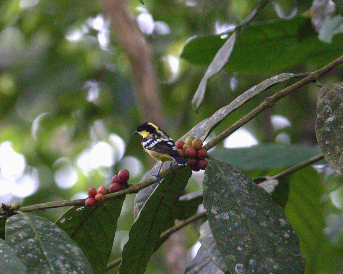Elegant Tit - ML646108301