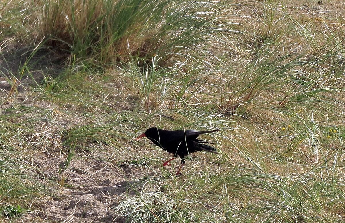 ベニハシガラス - ML646108303