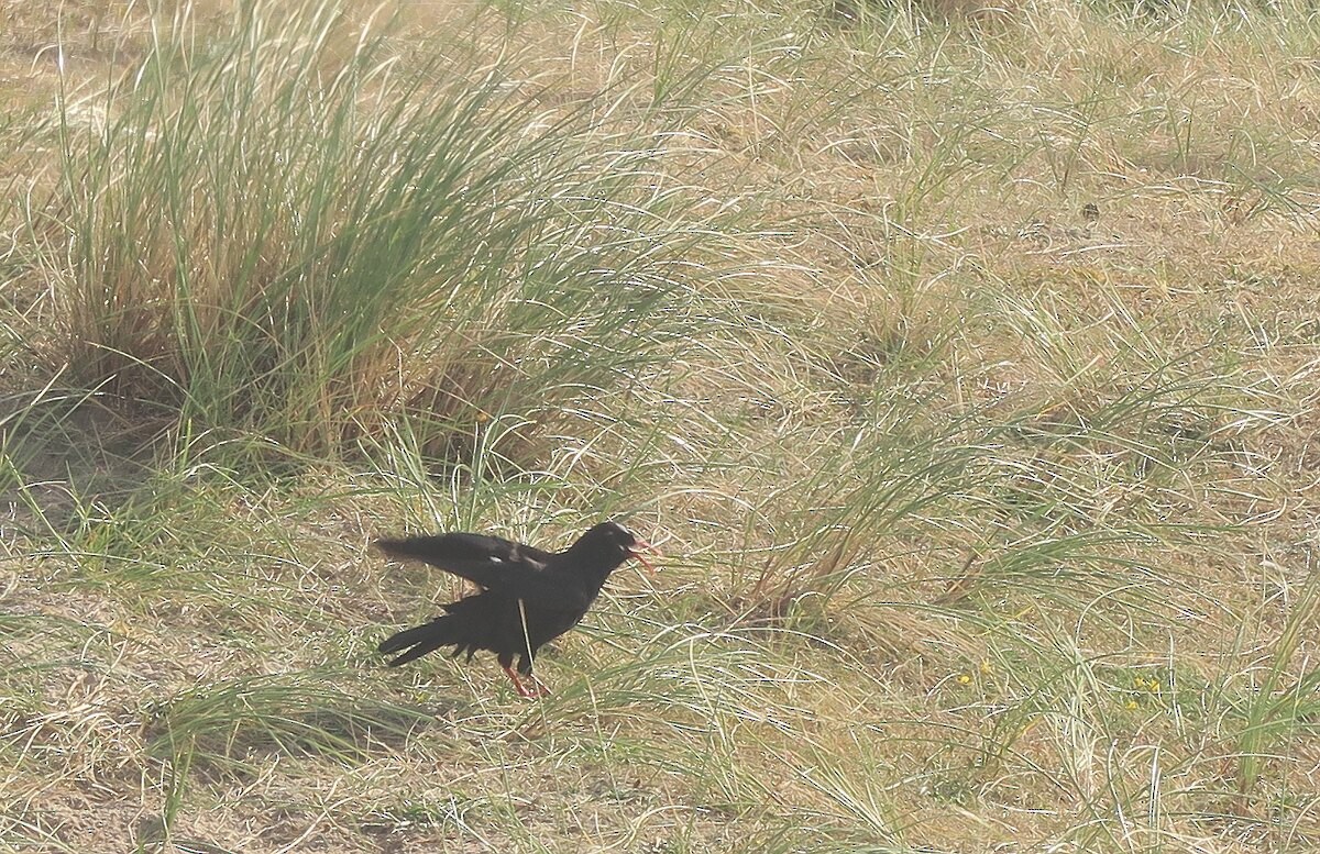 ベニハシガラス - ML646108305