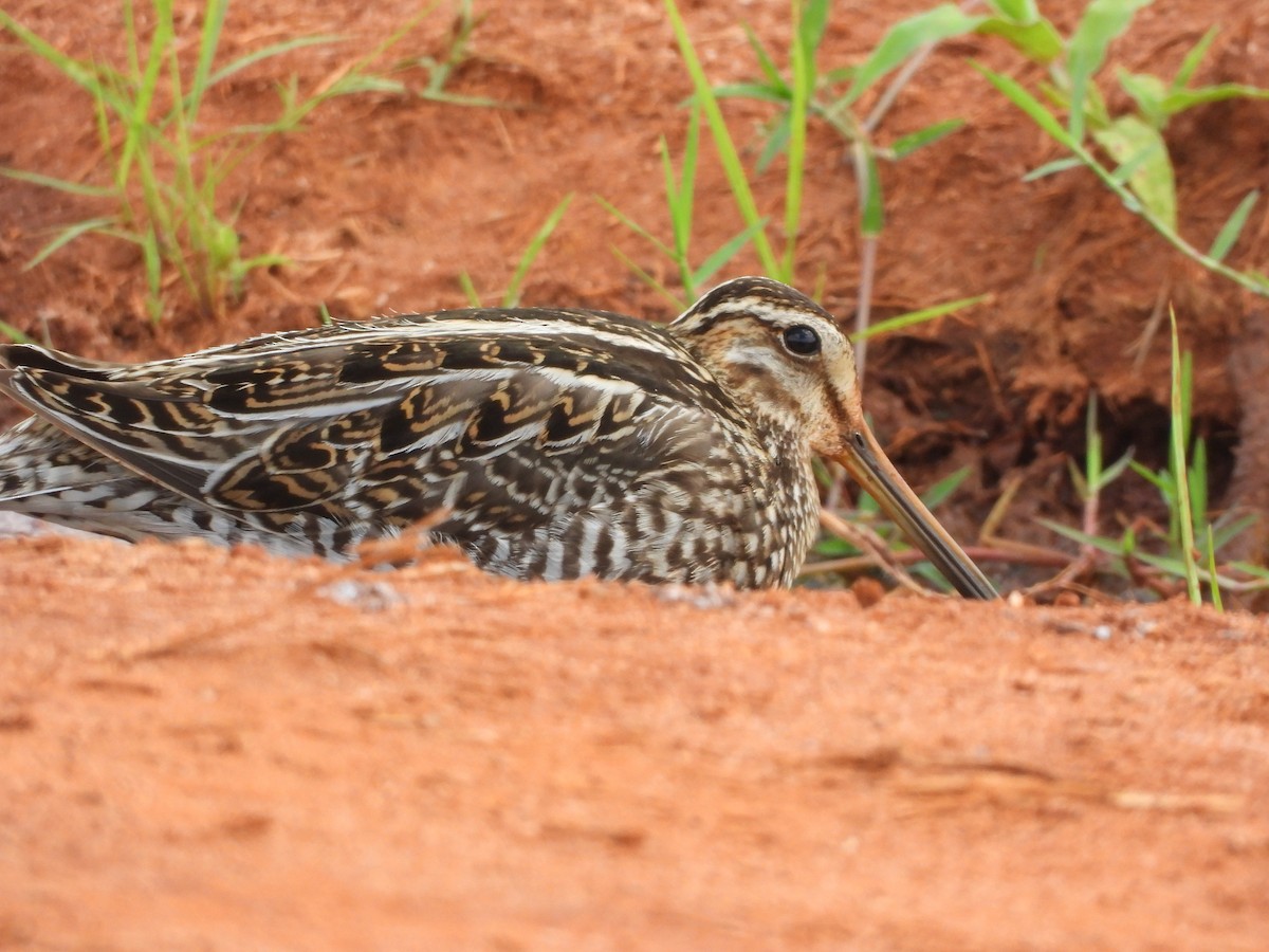 Common Snipe - ML646108306