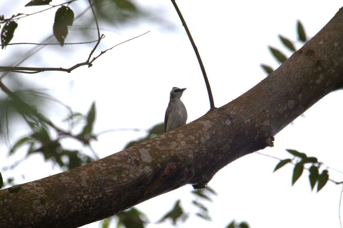 Yellow-vented Bulbul - ML646108307