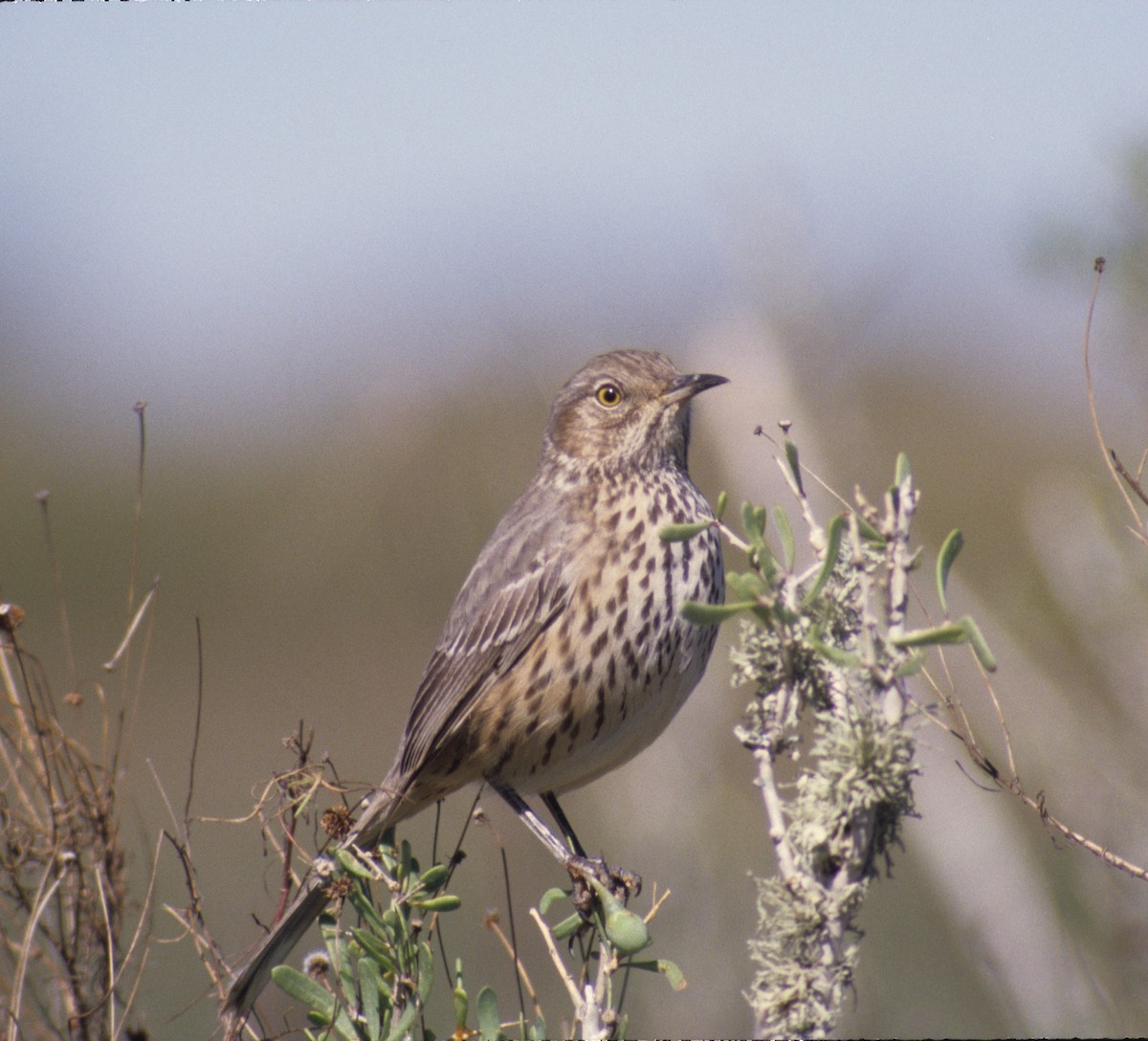 Sage Thrasher - Steven W. Cardiff