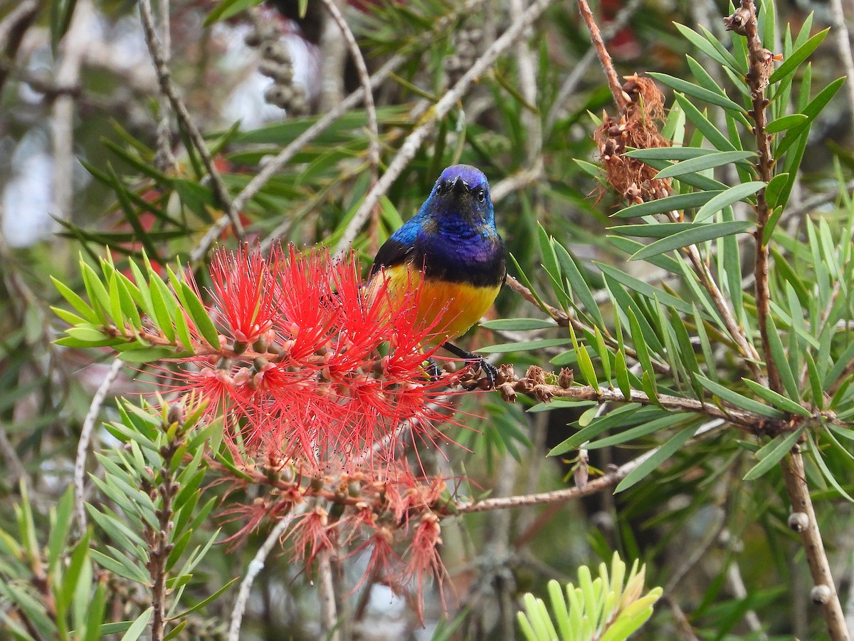 Variable Sunbird - ML646108310