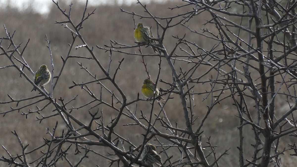 European Serin - ML646108312