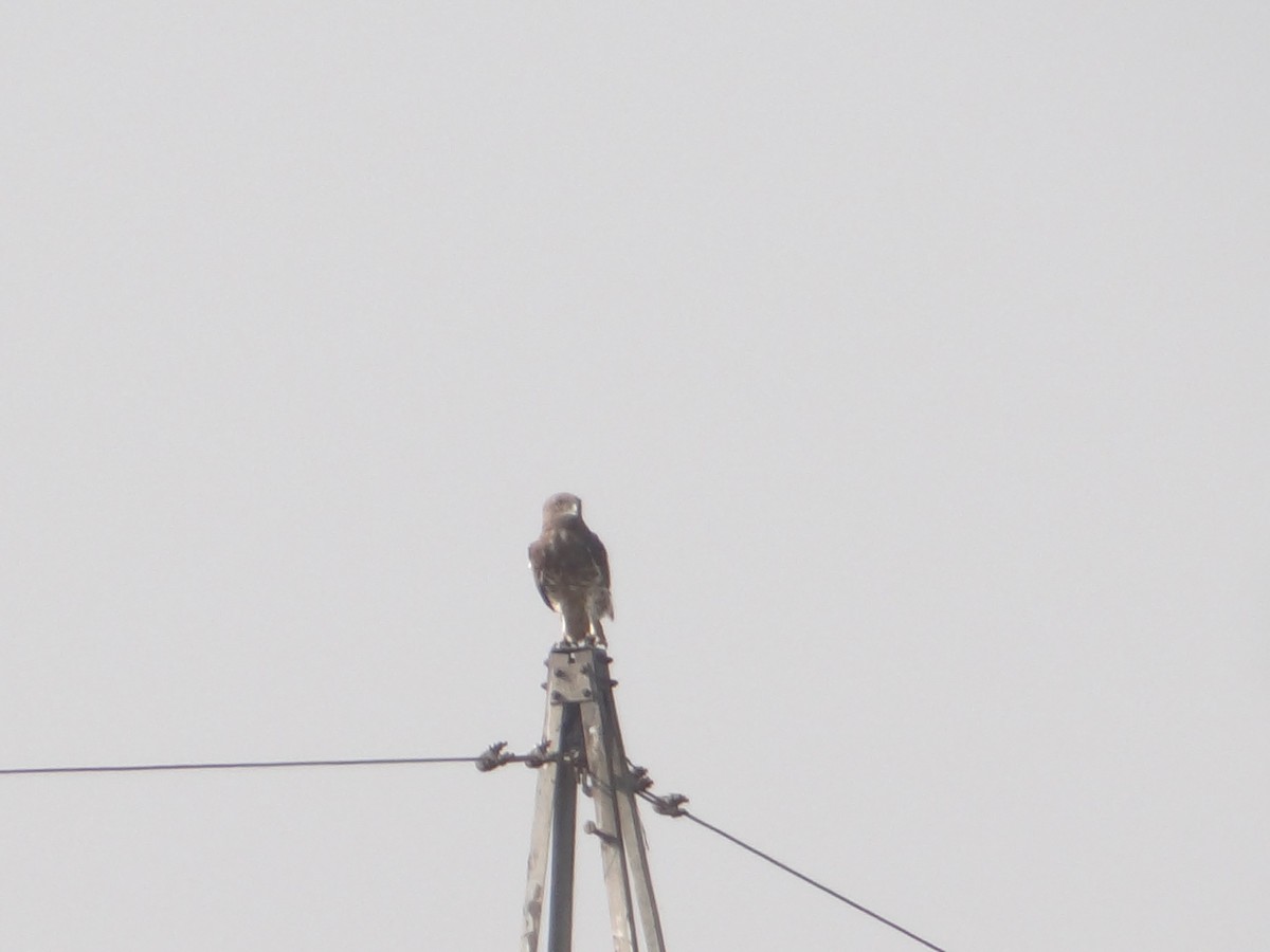 Short-toed Snake-Eagle - ML646108314