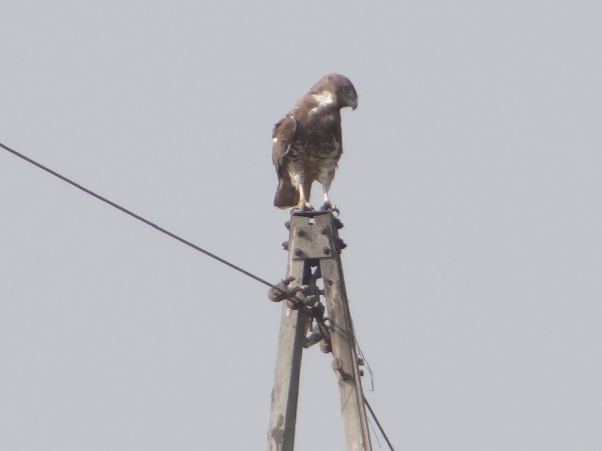 Short-toed Snake-Eagle - ML646108317