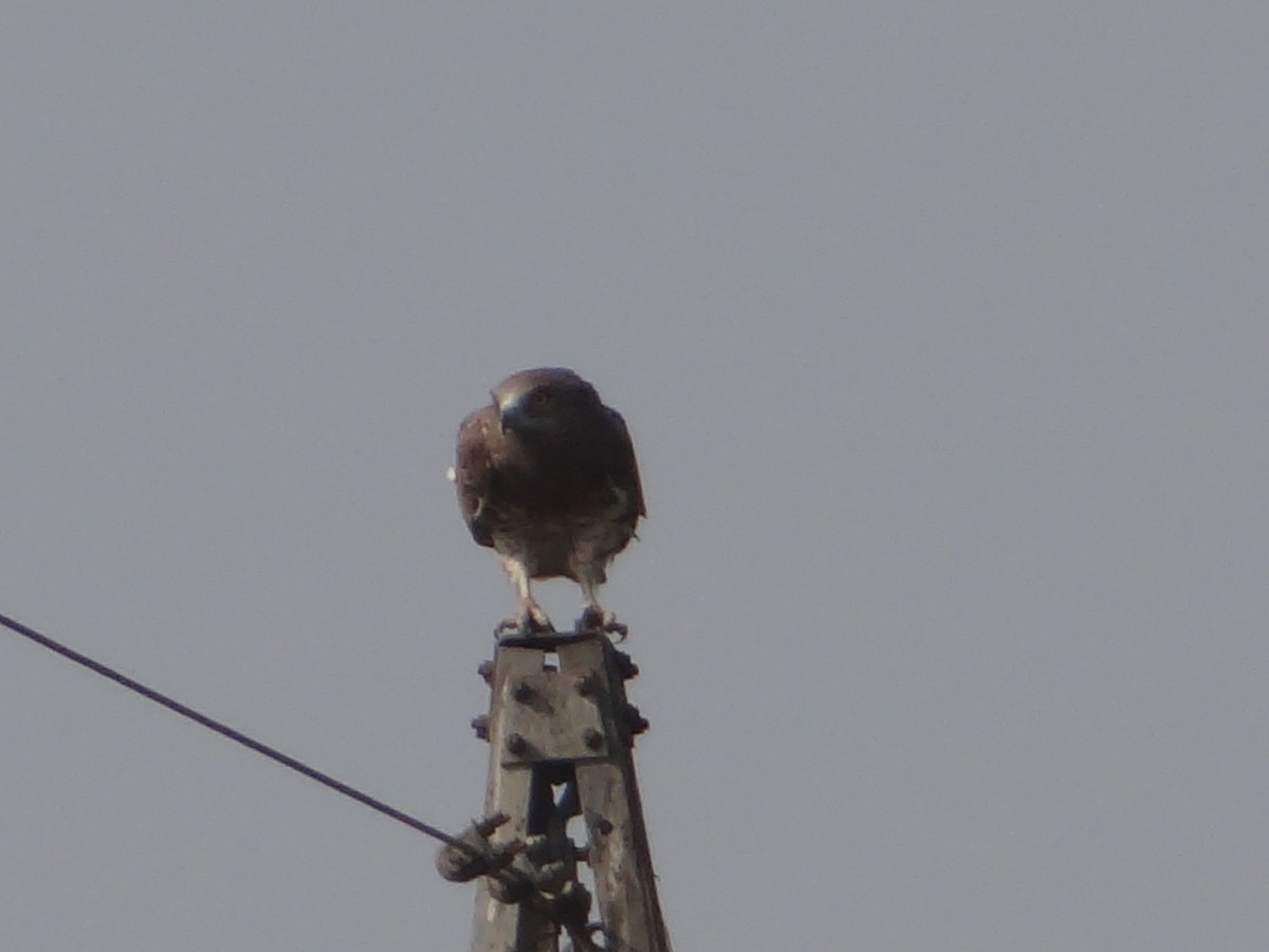 Short-toed Snake-Eagle - ML646108318