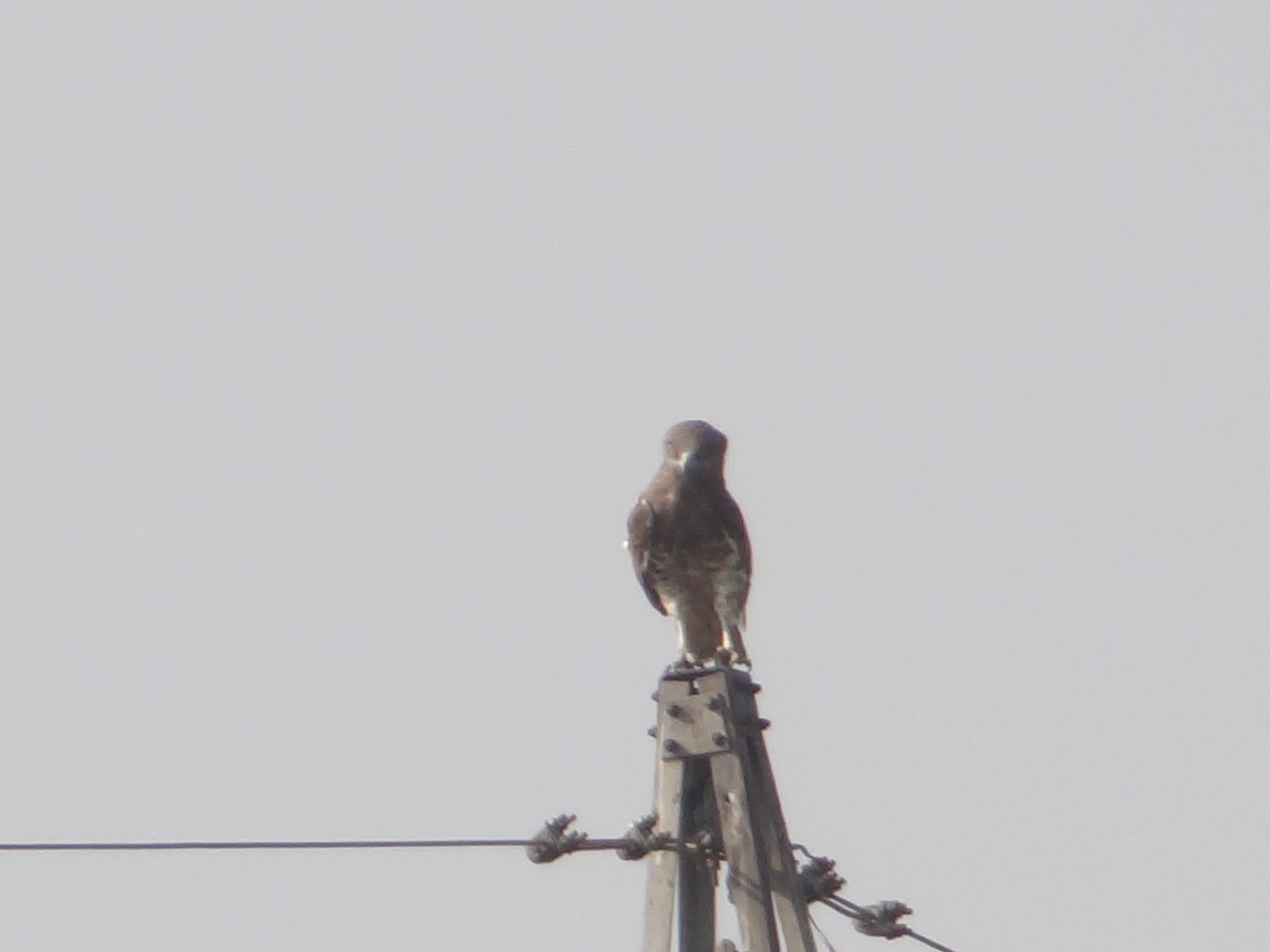 Short-toed Snake-Eagle - ML646108319