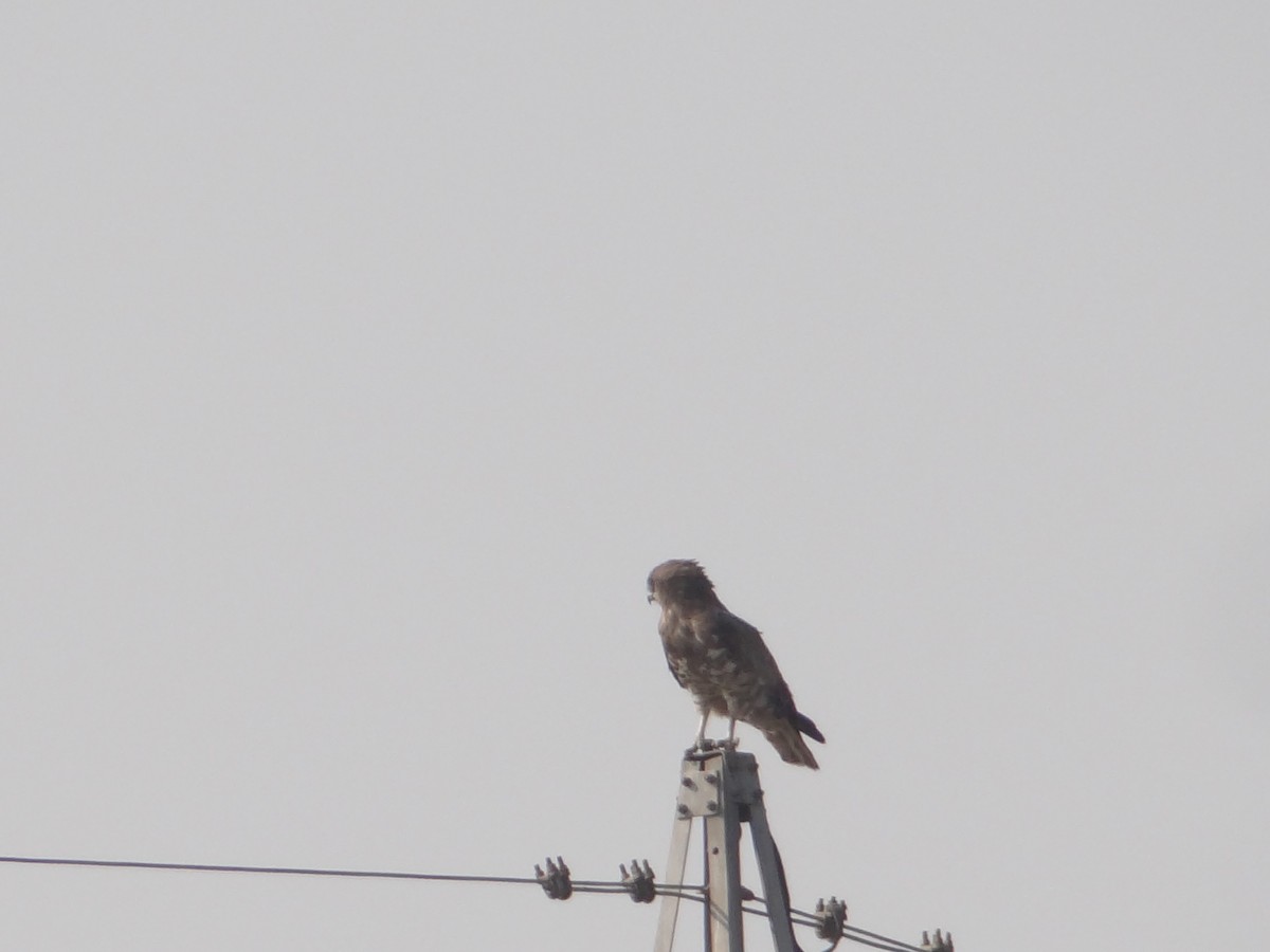 Short-toed Snake-Eagle - ML646108322