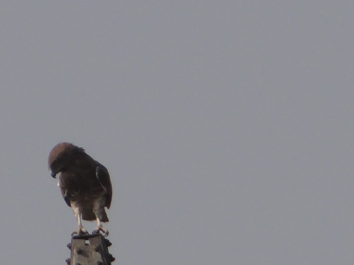 Short-toed Snake-Eagle - ML646108323