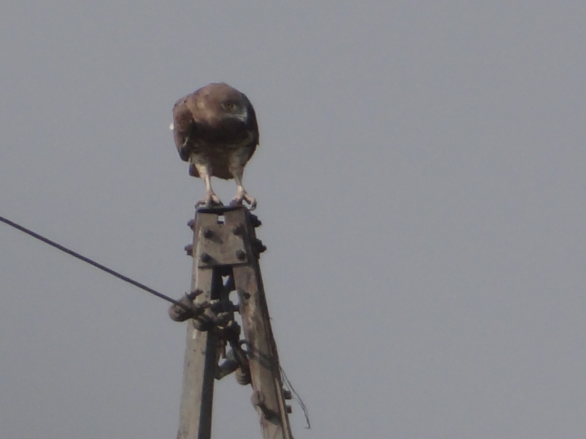 Short-toed Snake-Eagle - ML646108324