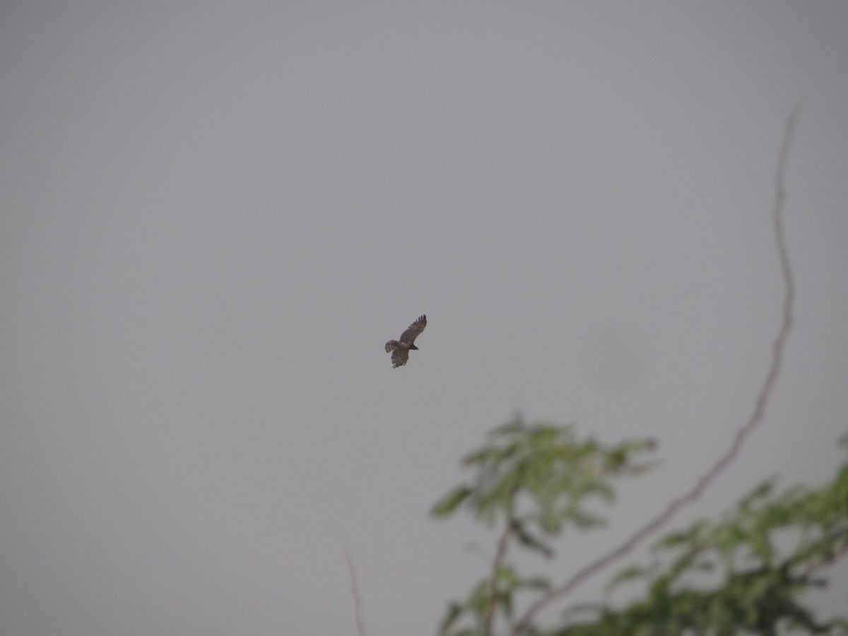 Short-toed Snake-Eagle - ML646108325