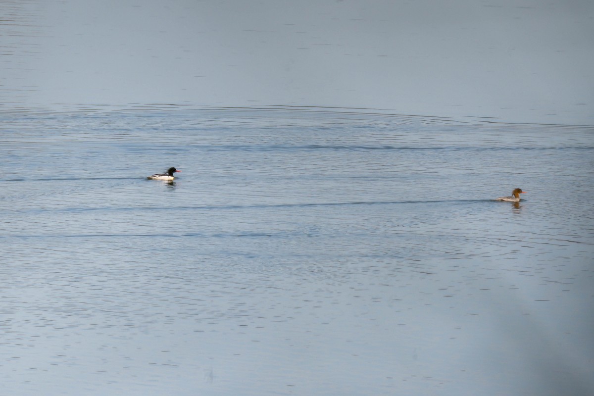 Scaly-sided Merganser - ML646108327
