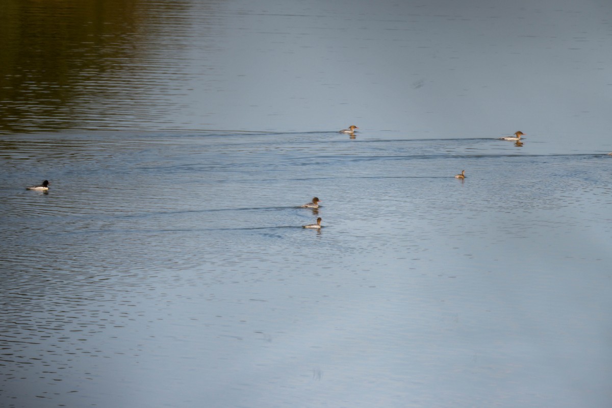 Scaly-sided Merganser - ML646108328