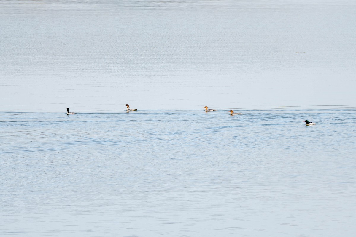 Scaly-sided Merganser - ML646108329