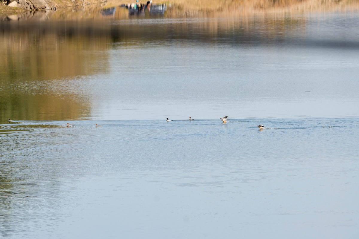 Scaly-sided Merganser - ML646108330