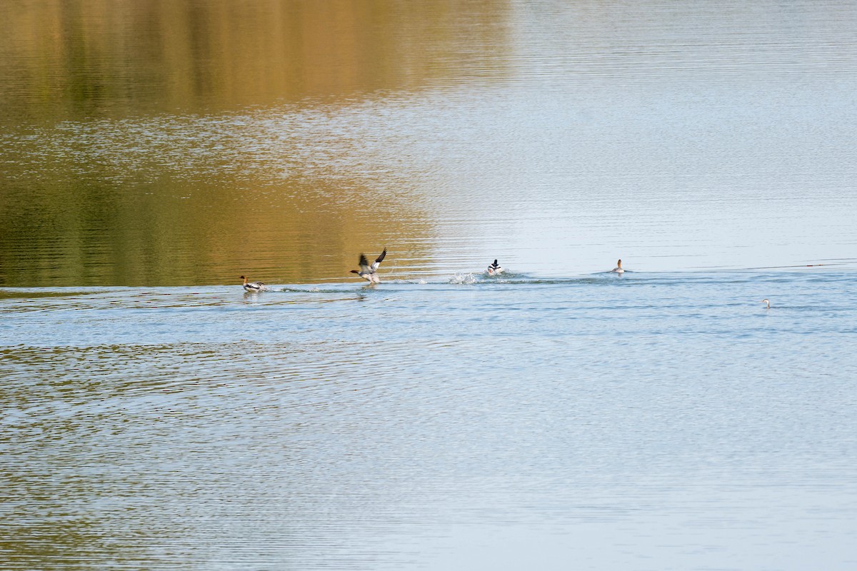 Scaly-sided Merganser - ML646108331