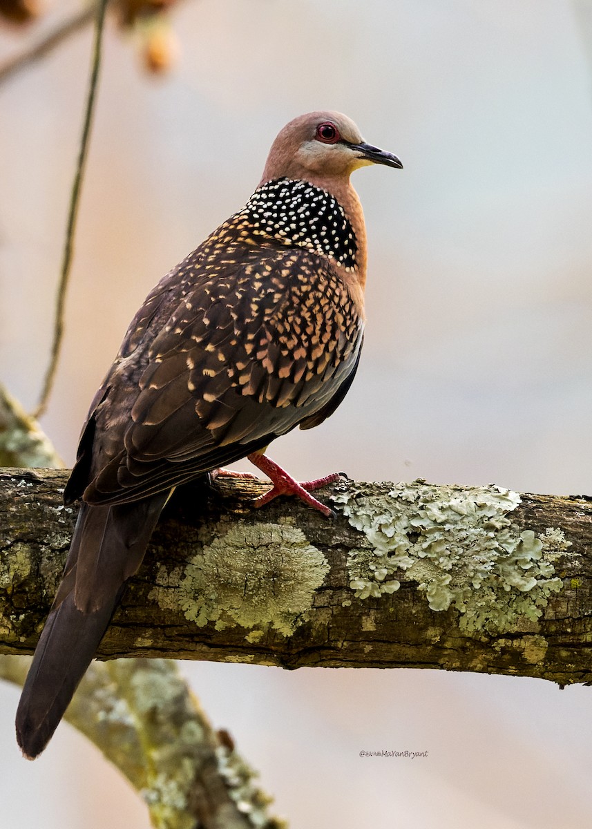 Spotted Dove - ML646108332