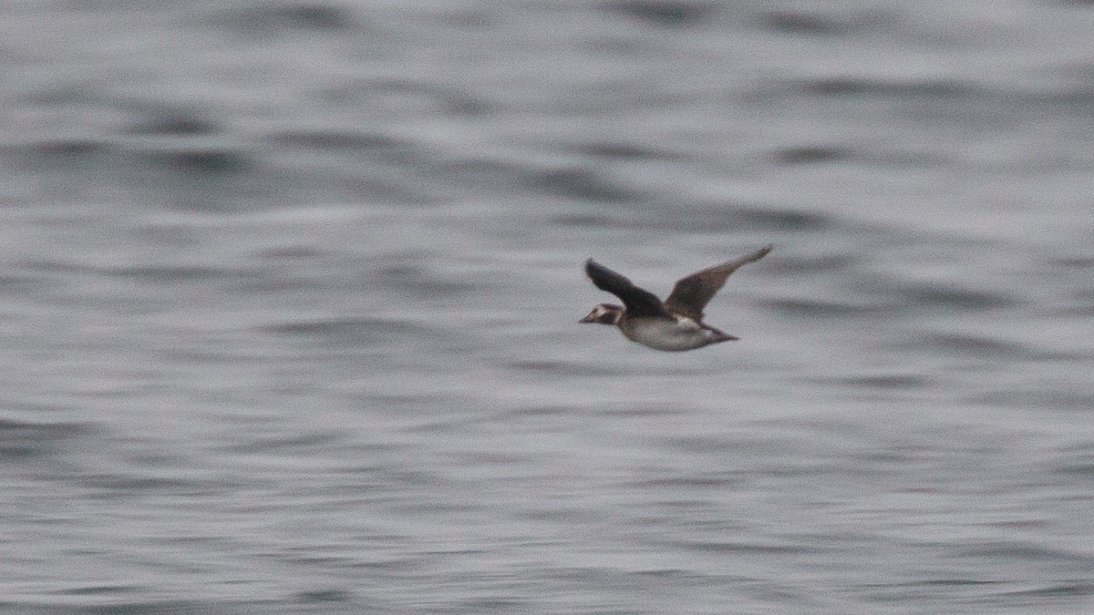 Long-tailed Duck - ML646108333