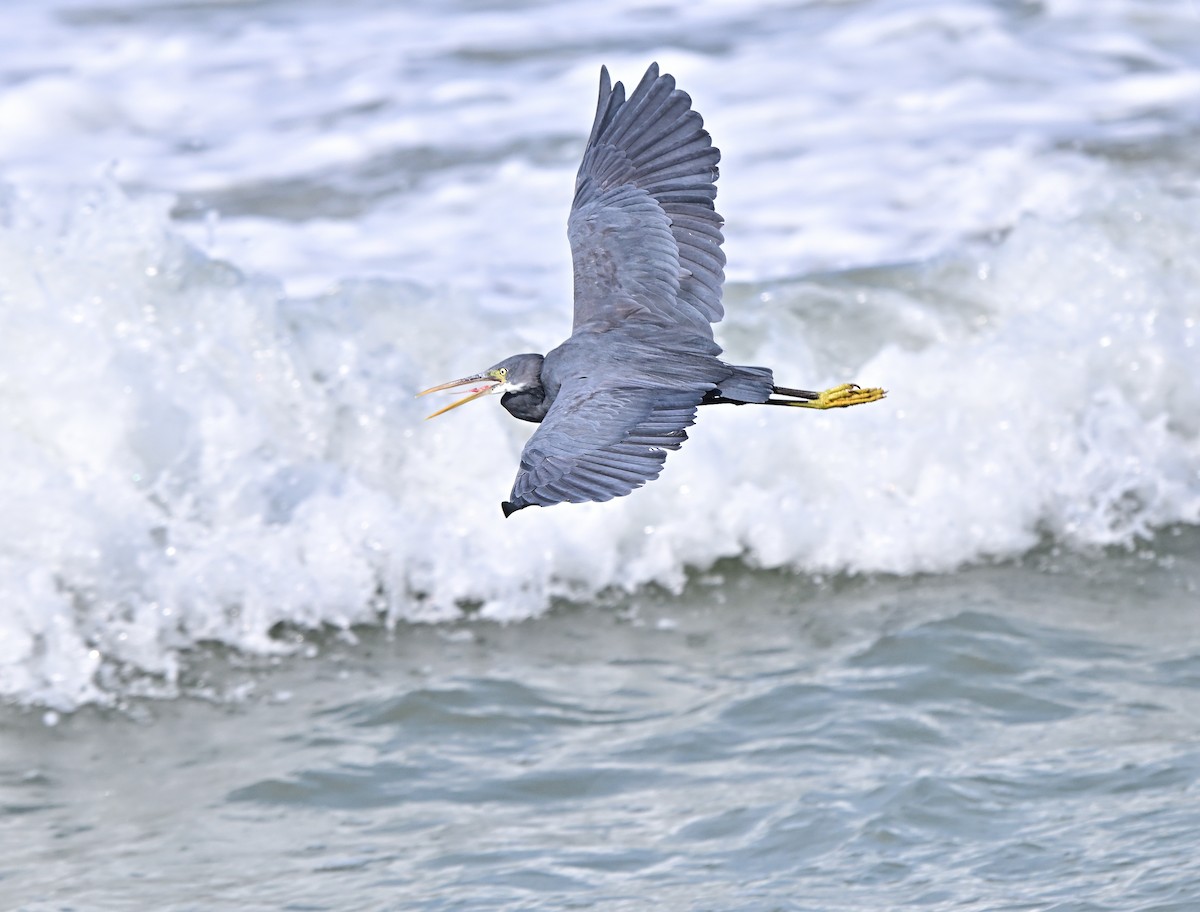 Western Reef-Heron - ML646108335